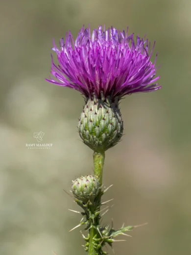 Carduus collinus