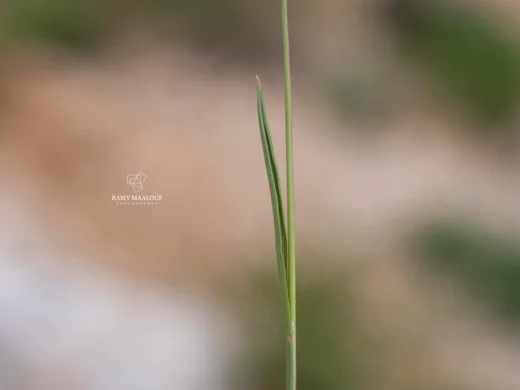 Bromus tomentellus