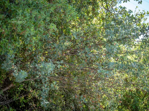 Crataegus azarolus var. aronia