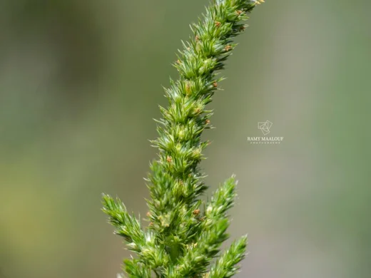 Amaranthus hybridus
