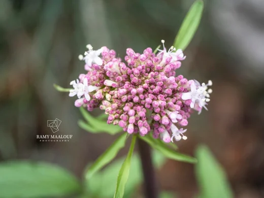 Valeriana italica