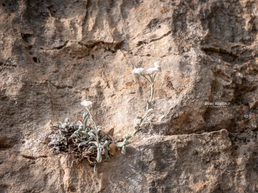 Helichrysum virgineum