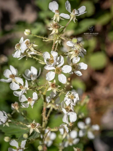 Rubus × collinus