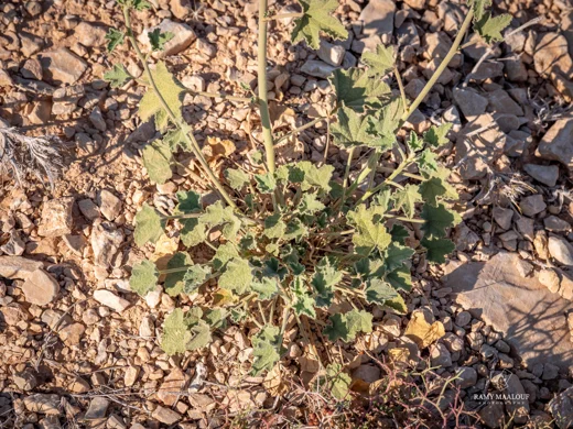 Alcea damascena
