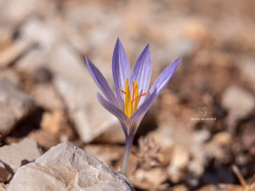 Crocus damascenus