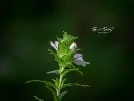 Bellardia trixago
