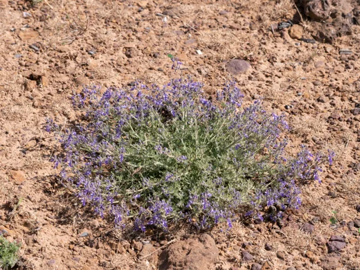 Teucrium orientale