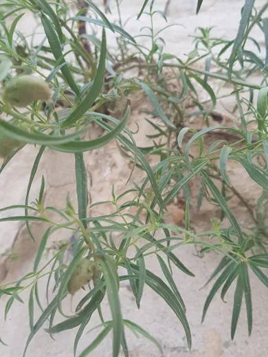 الأوراق، شهر أيار. هذه الصورة مرخصة تحت المشاع الاٍبداعي نسب المصنف - غير تجاري 4.0