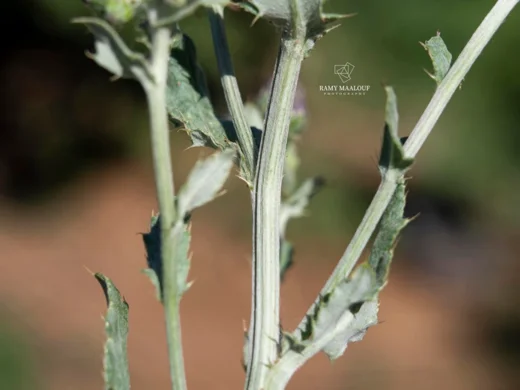 Cirsium creticum subsp. gaillardotii