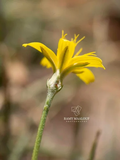 Gelasia rigida