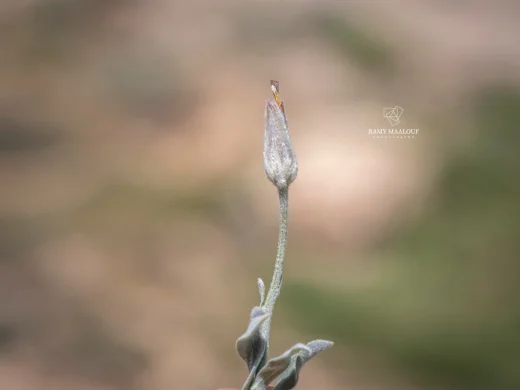Scorzonera mackmeliana