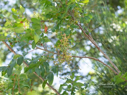 Pistacia terebinthus subsp. palaestina