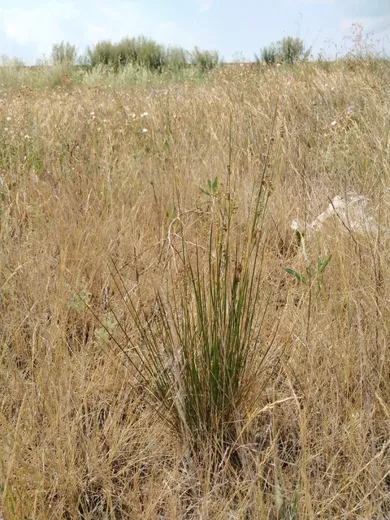 نسب المصنف - غير تجاري 4.0 دولي (CC BY-NC 4.0)- i naturalist.