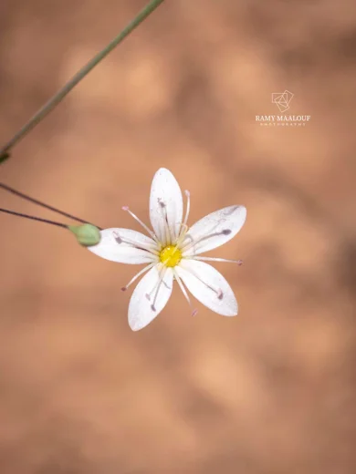 Gypsophila damascena