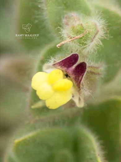Kickxia spuria