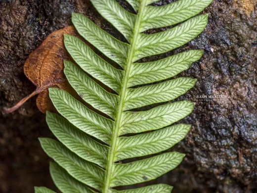 Blechnum spicant