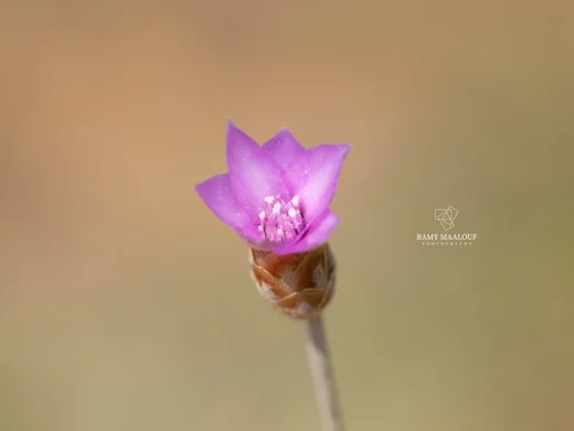 حنوة أسطوانية