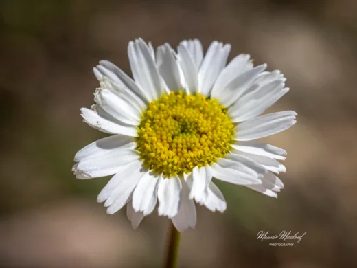 Tripleurospermum oreades