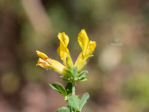 Chamaecytisus drepanolobus