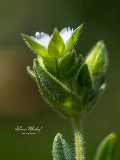 Dichodon cerastoides