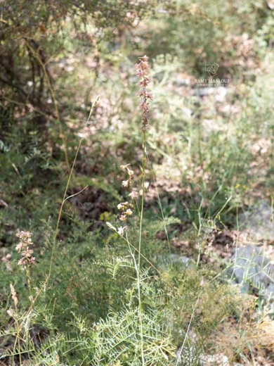 Delphinium fissum subsp. ithaburense