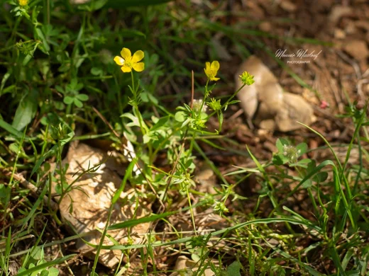 Ranunculus cornutus var. scandicinus