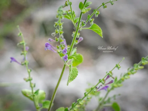 Scutellaria brevibracteata