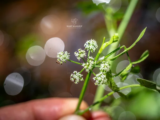 Helosciadium nodiflorum