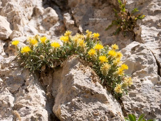 Centaurea drabifolia subsp. libanotica
