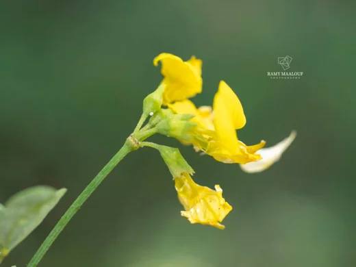 Hippocrepis emerus subsp. emeroides