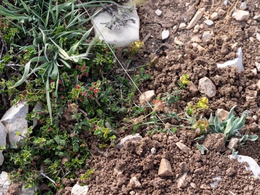 Cruciata taurica subsp. taurica