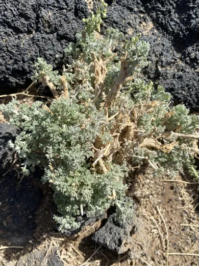 نسب المصنف - غير تجاري 4.0 دولي (CC BY-NC 4.0)- i naturalist.
