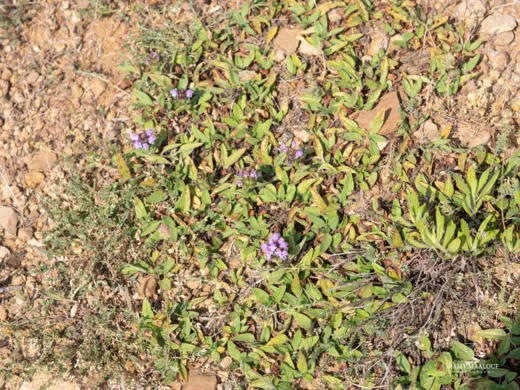 Prunella vulgaris