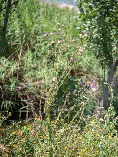 Carduus collinus