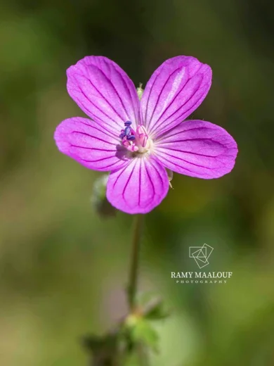 Geranium crenophilum