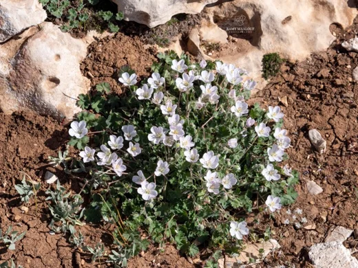 Geranium makmelicum
