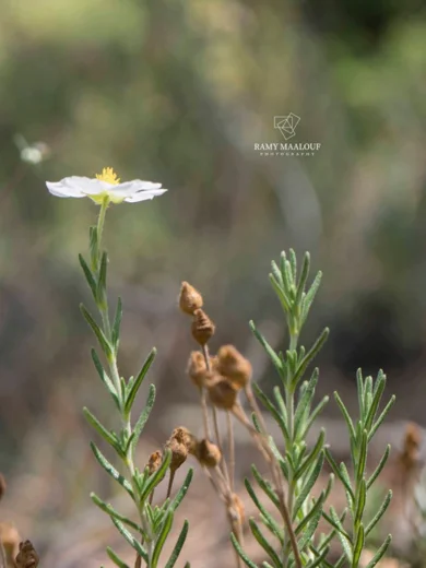Cistus umbellatus subsp. libani