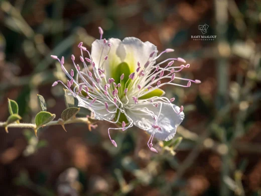 Capparis spinosa subsp. parviflora