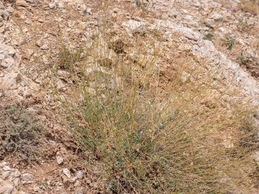 Gypsophila libanotica