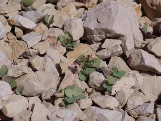 Lathyrus formosus