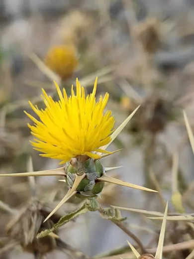 نسب المصنف - غير تجاري 4.0 دولي (CC BY-NC 4.0)- i naturalist.
