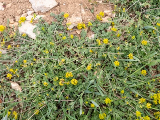 Cruciata taurica subsp. taurica