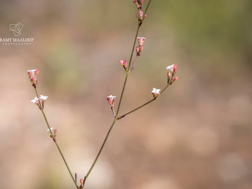 Cynanchica breviflora