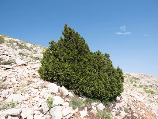 Juniperus excelsa