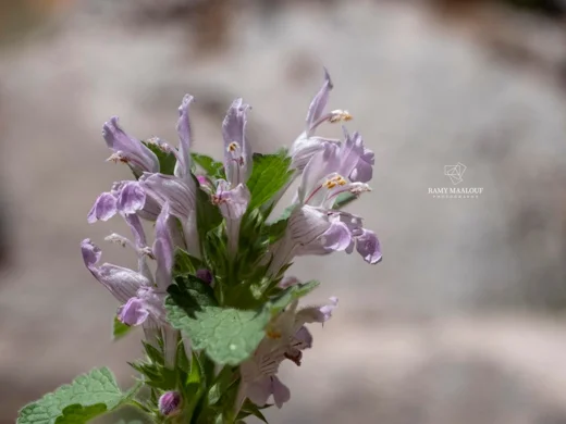 Lamium garganicum subsp. striatum