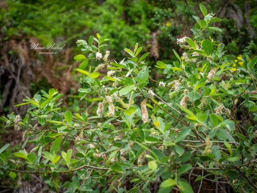 Salix libani