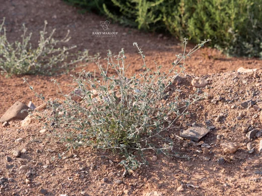 Heliotropium bovei