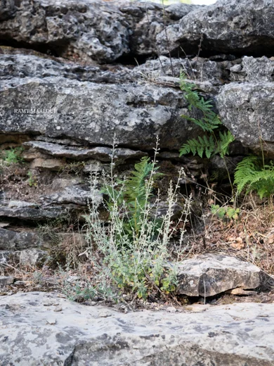 Clinopodium barbatum