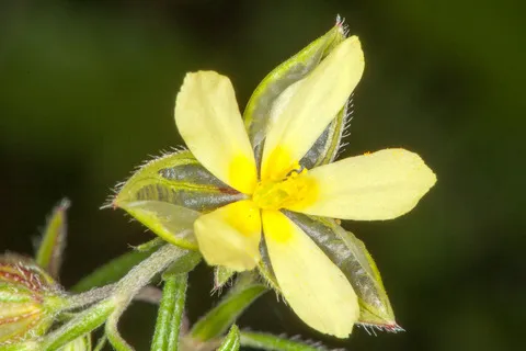 نسب المصنف - غير تجاري 4.0 دولي (CC BY-NC 4.0)- i naturalist.