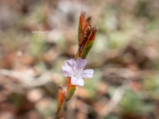 Limonium mouterdei